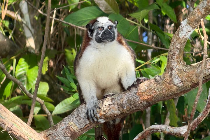 Explore Panama Canal and Gatun Lake with Rainforest Jungle Walk