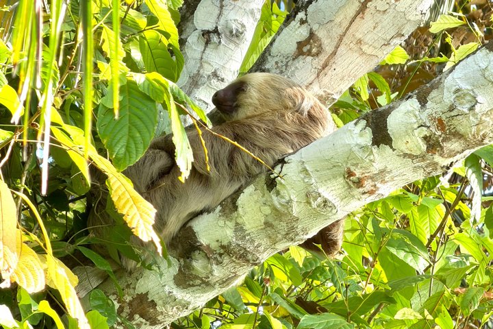 Explore Panama Canal and Gatun Lake with Rainforest Jungle Walk