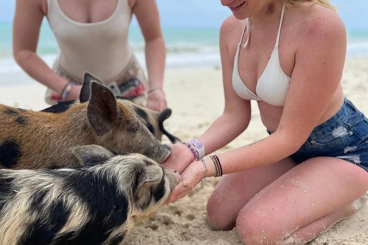 Swim with Pigs and Skis Tour Experience