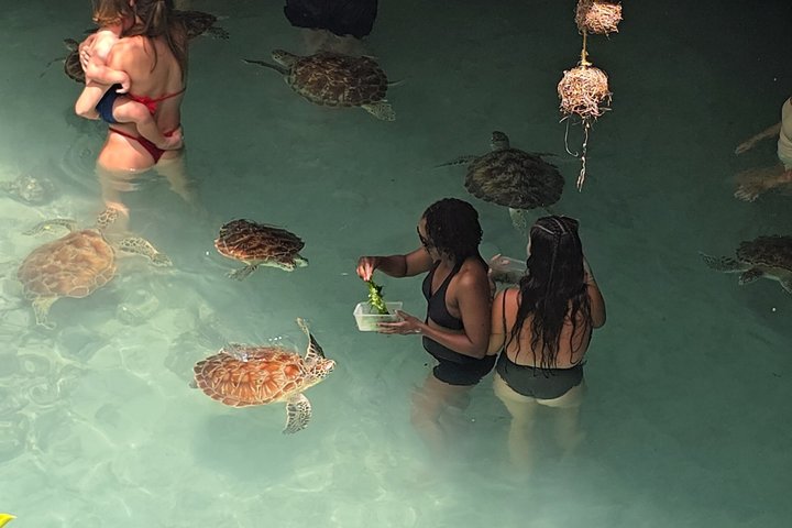 Zanzibar Salaam Cave Tour with Turtle Swimming Experience