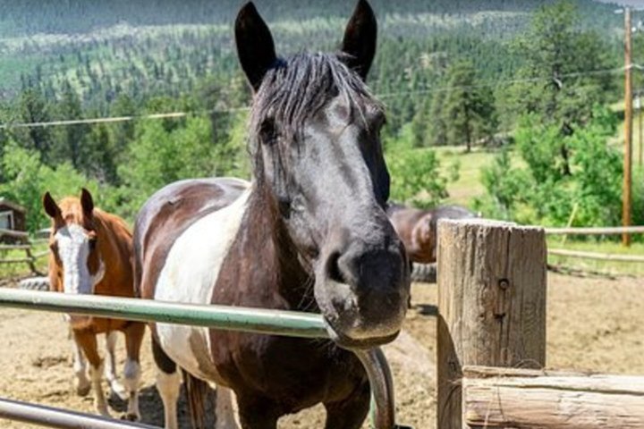Scenic 2 Hour Horseback Ride in Rocky Mountain National Park