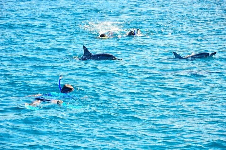 Wild Dolphin Swim & Responsible Whale Watching with Transport