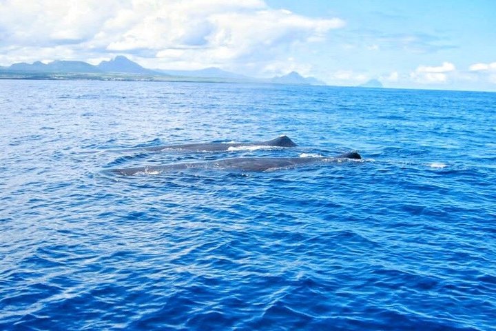 Wild Dolphin Swim & Responsible Whale Watching with Transport