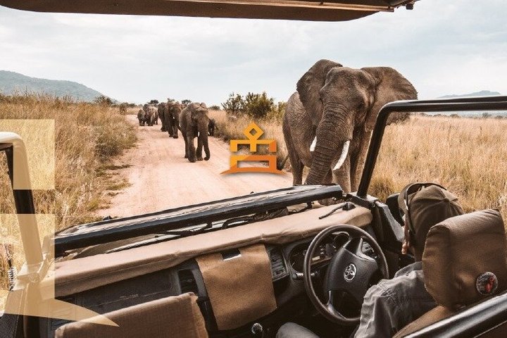 Full Day Ultimate Pilanesberg National Park Safari from Johannesburg or Pretoria