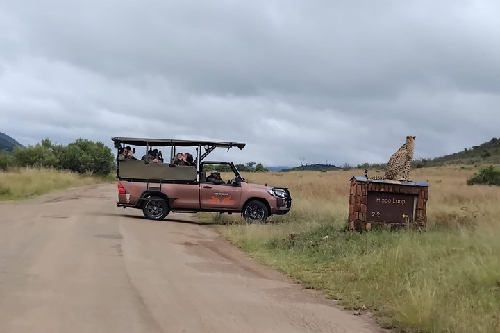 Full Day Ultimate Pilanesberg National Park Safari from Johannesburg or Pretoria