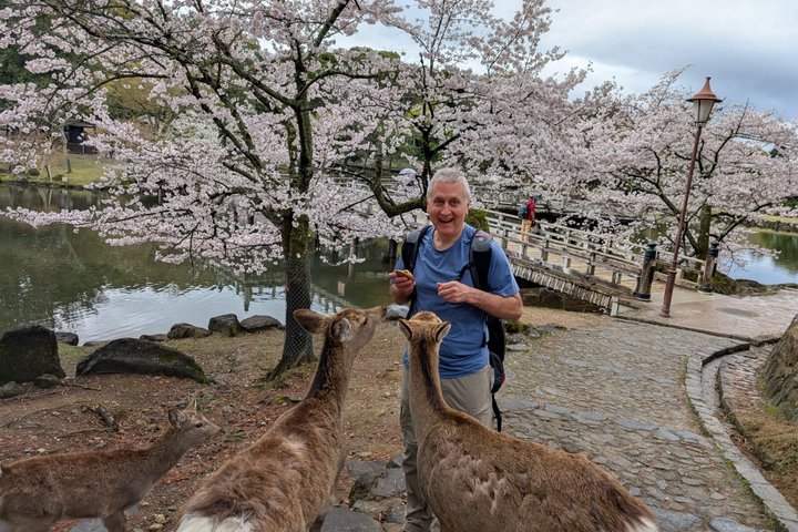 Nara Day Trip from Osaka by Private Car with Licensed Guide