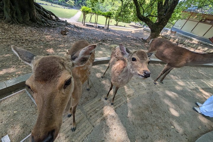Nara Day Trip from Osaka by Private Car with Licensed Guide