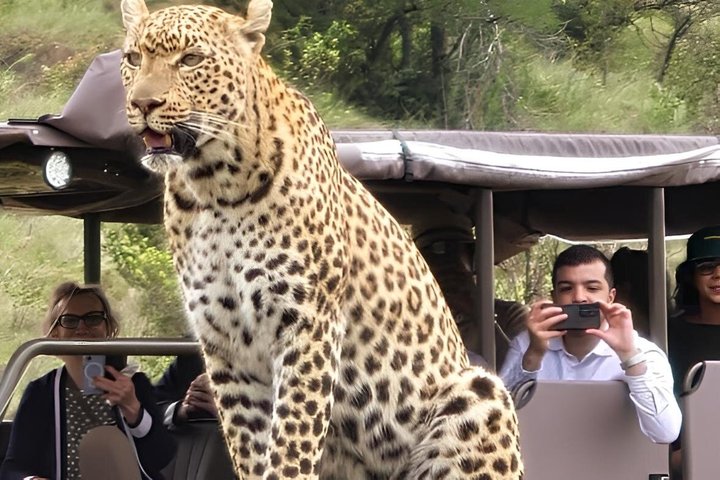 3-Hour Scheduled Safari Game Drive in Pilanesberg National Park