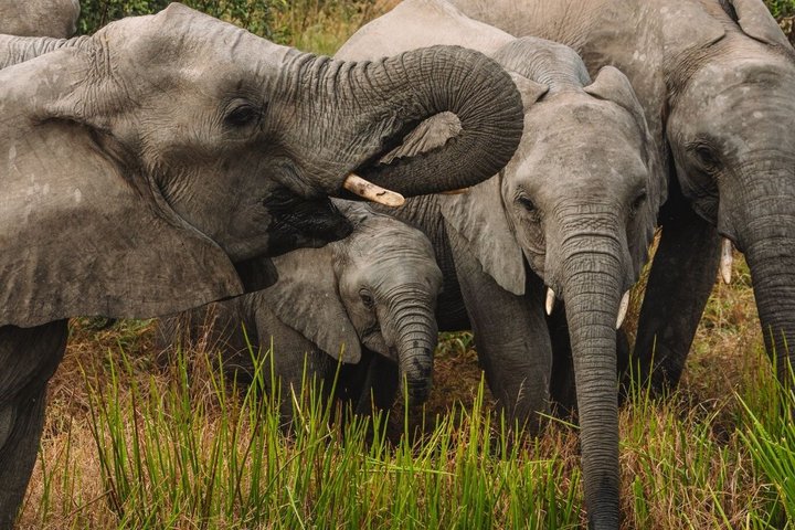 3-Hour Scheduled Safari Game Drive in Pilanesberg National Park