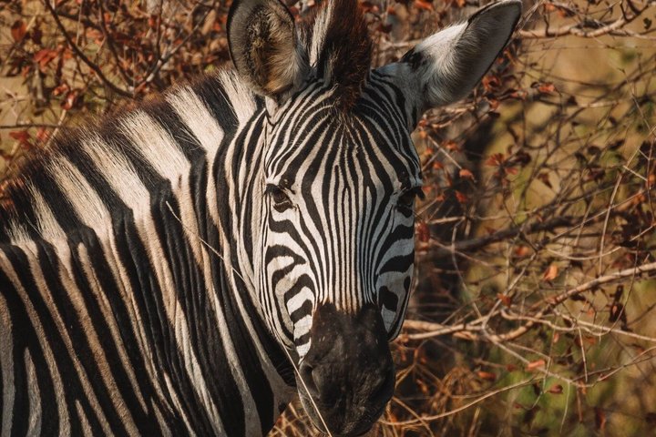 3-Hour Scheduled Safari Game Drive in Pilanesberg National Park