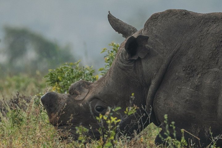 3-Hour Scheduled Safari Game Drive in Pilanesberg National Park