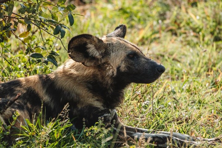 3-Hour Scheduled Safari Game Drive in Pilanesberg National Park