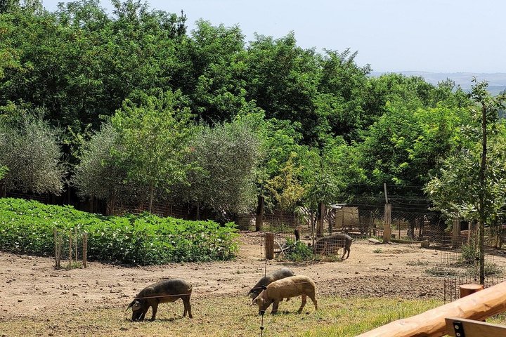 Montepulciano: Cinta Senese Farm Tour, Food Tasting & wine