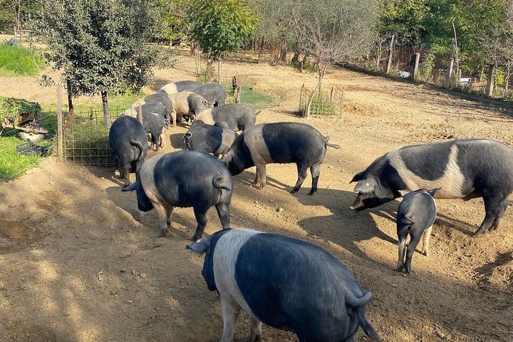 Montepulciano: Cinta Senese Farm Tour, Food Tasting & wine