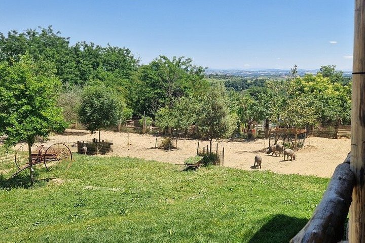 Montepulciano: Cinta Senese Farm Tour, Food Tasting & wine