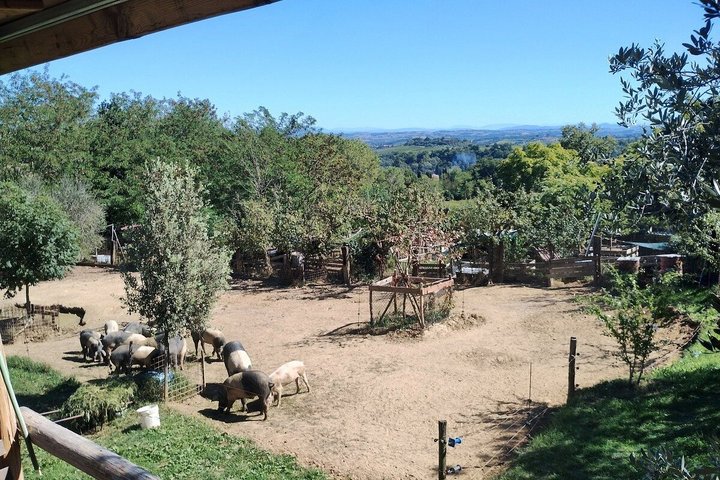 Montepulciano: Cinta Senese Farm Tour, Food Tasting & wine