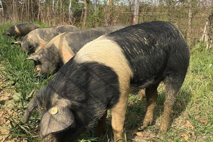 Montepulciano: Cinta Senese Farm Tour, Food Tasting & wine