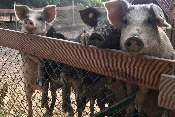 Montepulciano: Cinta Senese Farm Tour, Food Tasting & wine