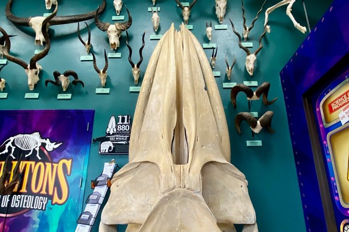 SKELETONS: Museum of Osteology General Admission - Oklahoma City