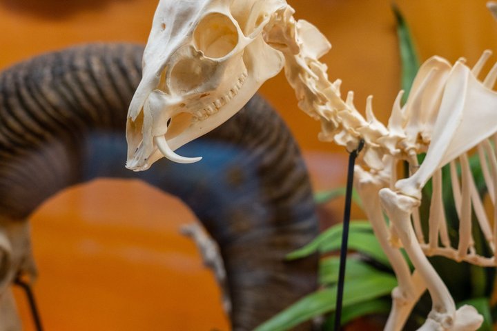 SKELETONS: Museum of Osteology General Admission - Oklahoma City