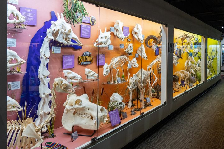SKELETONS: Museum of Osteology General Admission - Oklahoma City