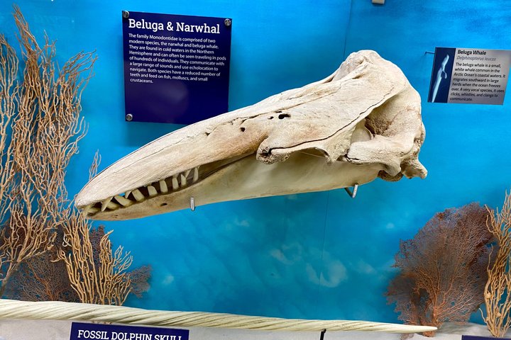 SKELETONS: Museum of Osteology General Admission - Oklahoma City