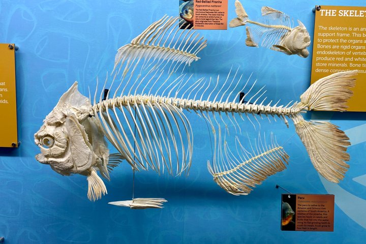 SKELETONS: Museum of Osteology General Admission - Oklahoma City