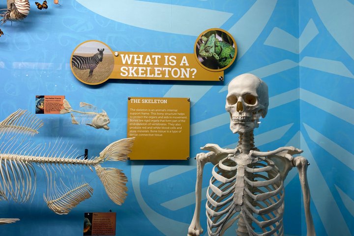 SKELETONS: Museum of Osteology General Admission - Oklahoma City