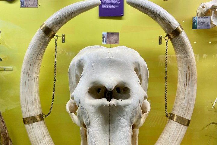 SKELETONS: Museum of Osteology General Admission - Oklahoma City