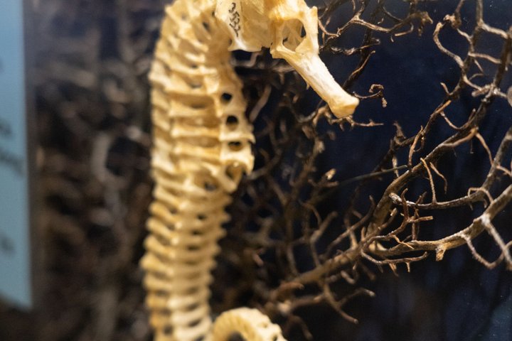 SKELETONS: Museum of Osteology General Admission - Oklahoma City