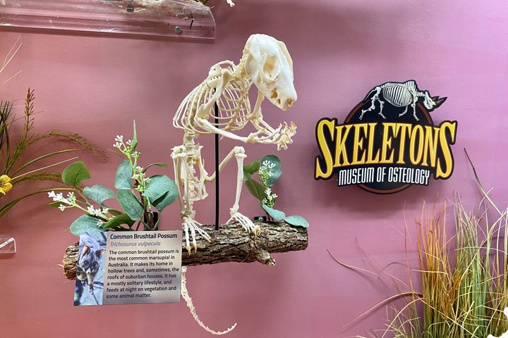 SKELETONS: Museum of Osteology General Admission - Oklahoma City