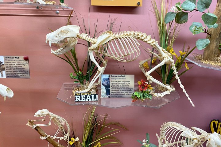 SKELETONS: Museum of Osteology General Admission - Oklahoma City