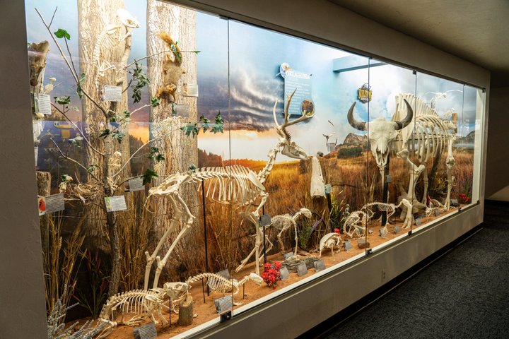 SKELETONS: Museum of Osteology General Admission - Oklahoma City