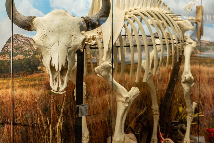 SKELETONS: Museum of Osteology General Admission - Oklahoma City