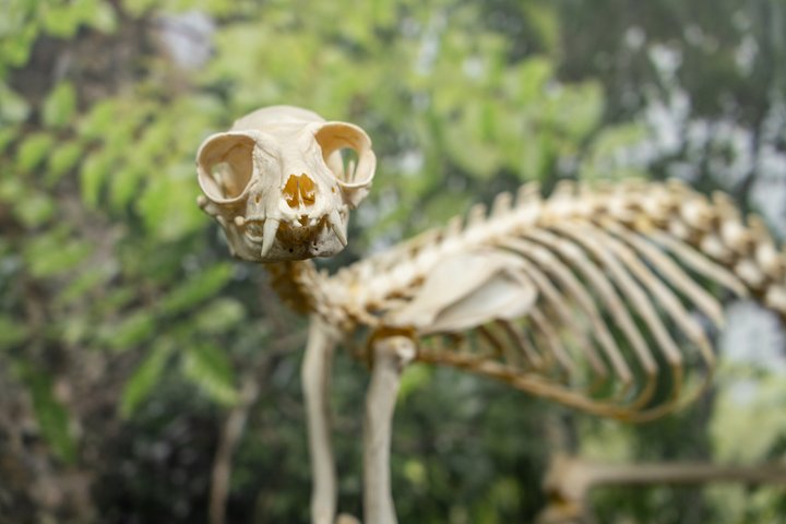 SKELETONS: Museum of Osteology General Admission - Oklahoma City
