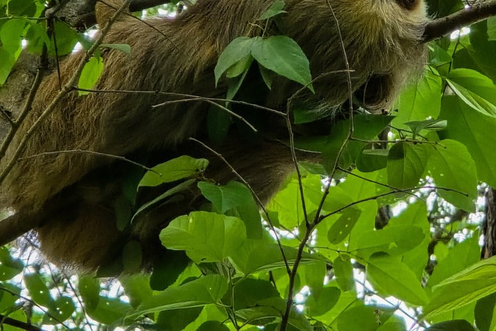 Samara Sloth Hiking & Butterfly Garden