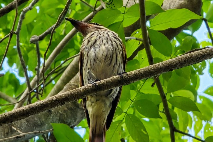 Samara Sloth Hiking & Butterfly Garden