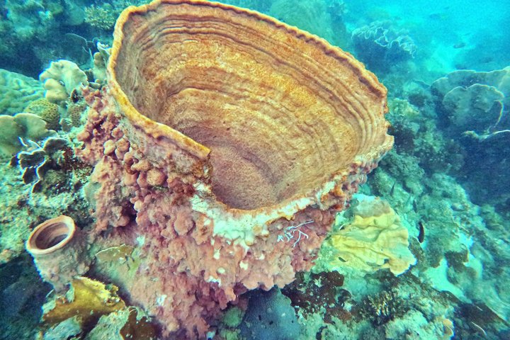 Phu Quoc: Discovery Snorkeling Tour with Island BBQ (Max 12 pax)