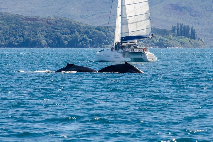 Whale Watching by sailing catamaran from Noumea
