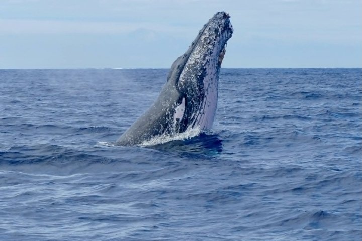 Whale Watching by sailing catamaran from Noumea