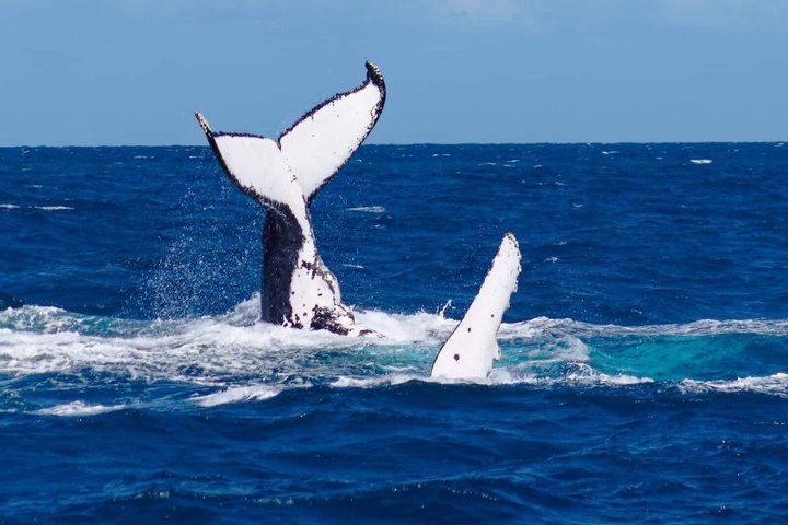 Whale Watching by sailing catamaran from Noumea