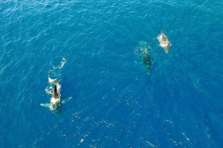 Whale Watching by sailing catamaran from Noumea