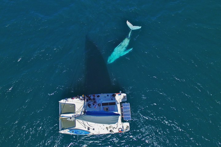 Whale Watching by sailing catamaran from Noumea