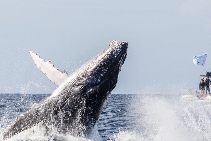 Whale Watching by sailing catamaran from Noumea