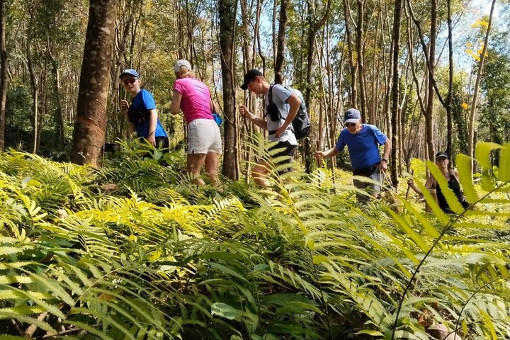 Private Koh Chang Jungle Trekking with Hotel Transfer