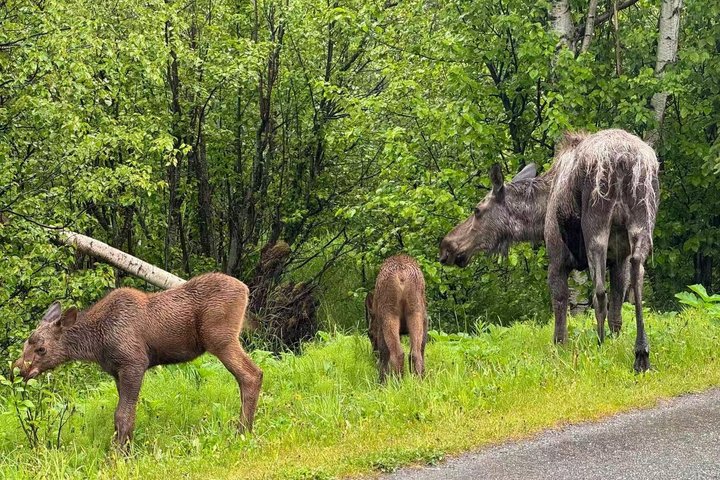 Seward Cruise Transfer with Wildlife & Scenic Tour to Anchorage