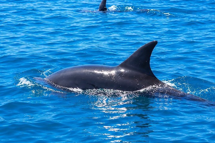 1h30 Sea Trip with Swimming and Dolphin Watching