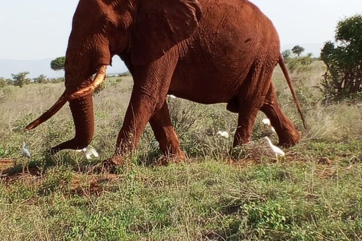 Tsavo East & Taita Salt Lick Lodge: 3-Day Guided Safari Adventure