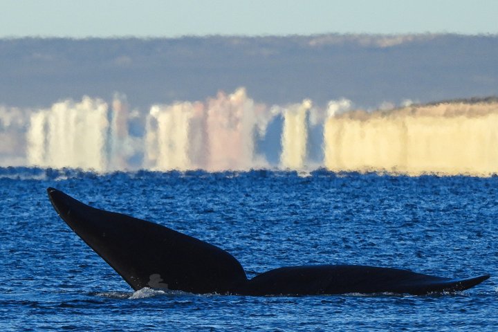Whale Watching at El Doradillo Beach from Puerto Madryn