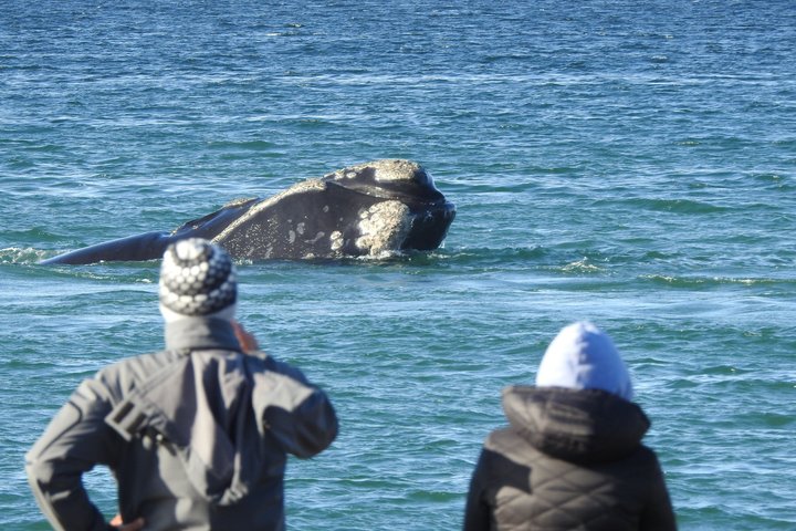 Whale Watching at El Doradillo Beach from Puerto Madryn